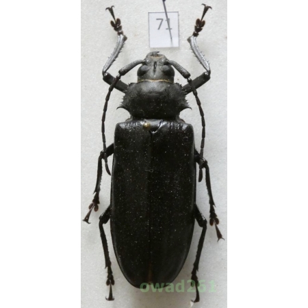 Rhaphipodus bonni Nonfried, 1894 53mm Indonesia, Java71